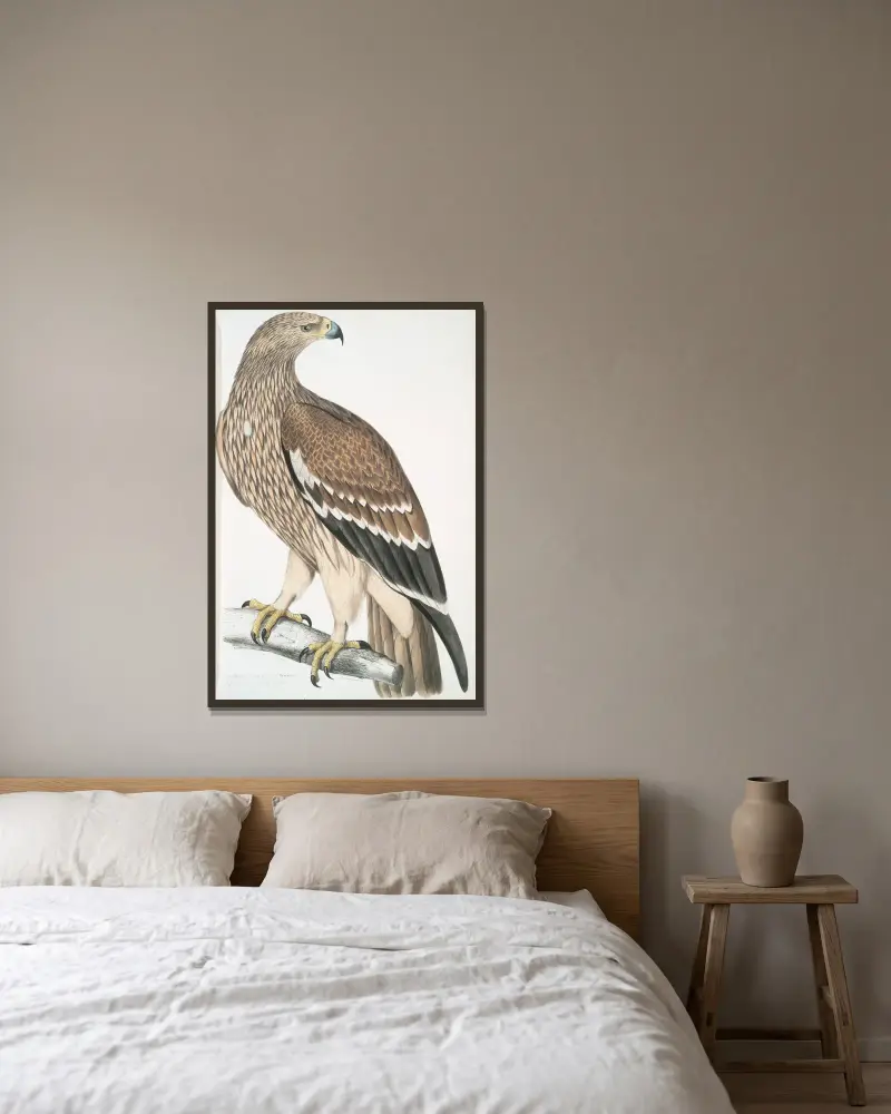 Kungsörn, Aquila heliaca. Hona. av John Edward Gray inramad på en vägg