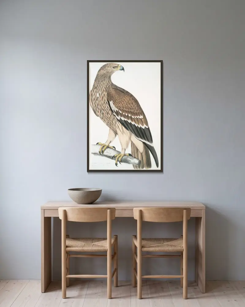 Kungsörn, Aquila heliaca. Hona. av John Edward Gray inramad på en vägg