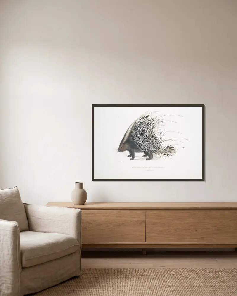 Indisches Stachelschwein, Histrix cristata. von John Edward Gray gerahmt an einer Wand