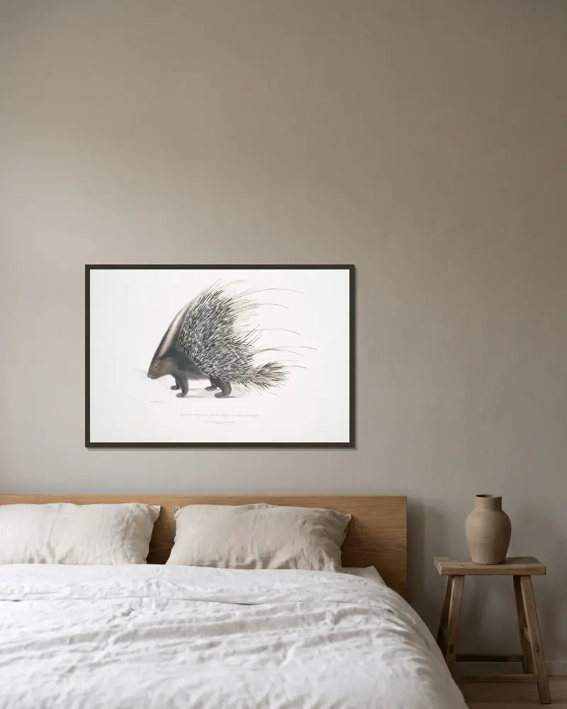 Indisches Stachelschwein, Histrix cristata. von John Edward Gray gerahmt an einer Wand