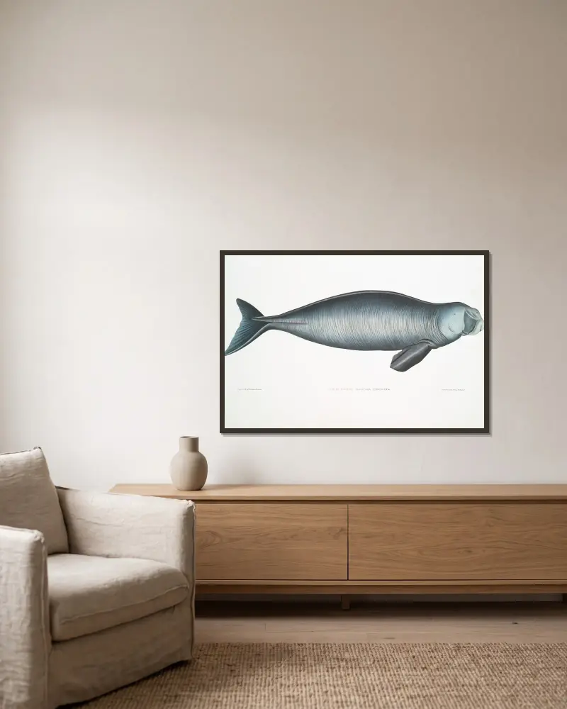 Indisk dugong, Halicora dugong av John Edward Gray inramad på en vägg