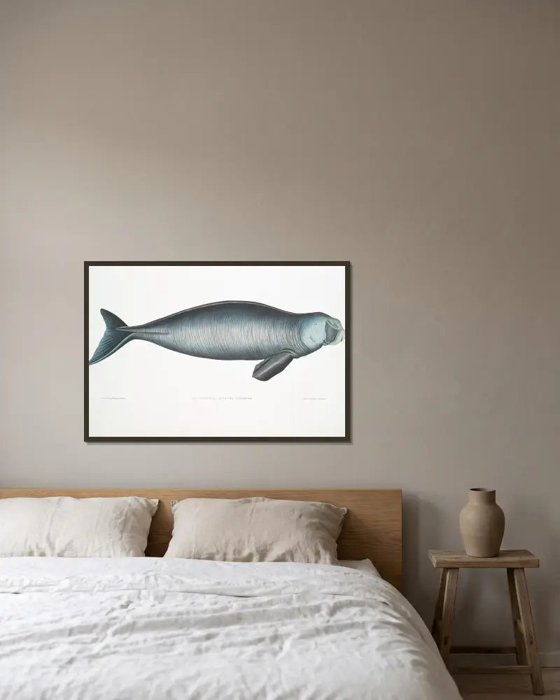 Indisk dugong, Halicora dugong av John Edward Gray inramad på en vägg