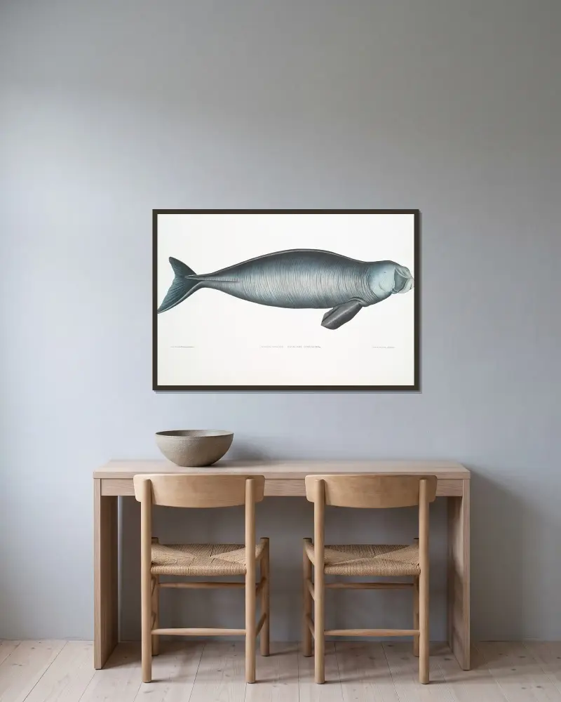 Indisk dugong, Halicora dugong av John Edward Gray inramad på en vägg