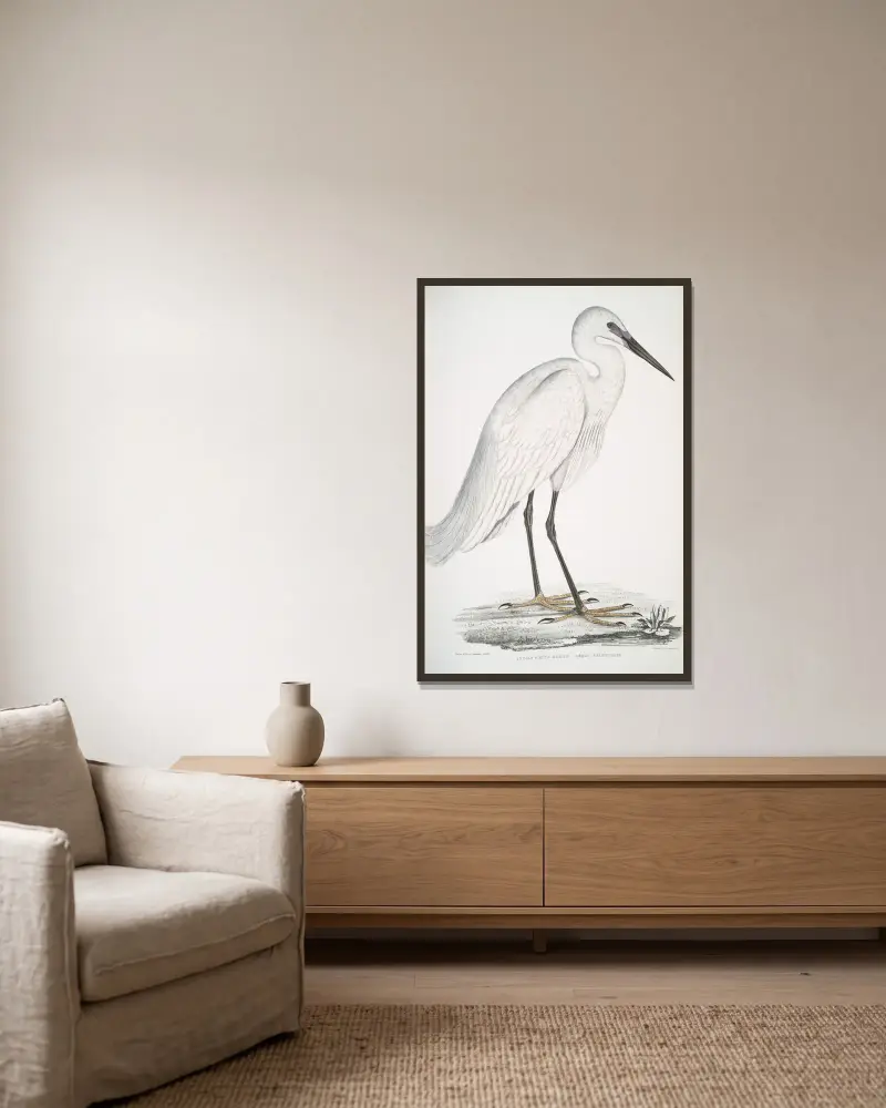 Indischer Weißreiher, Ardea orientalis. von John Edward Gray gerahmt an einer Wand