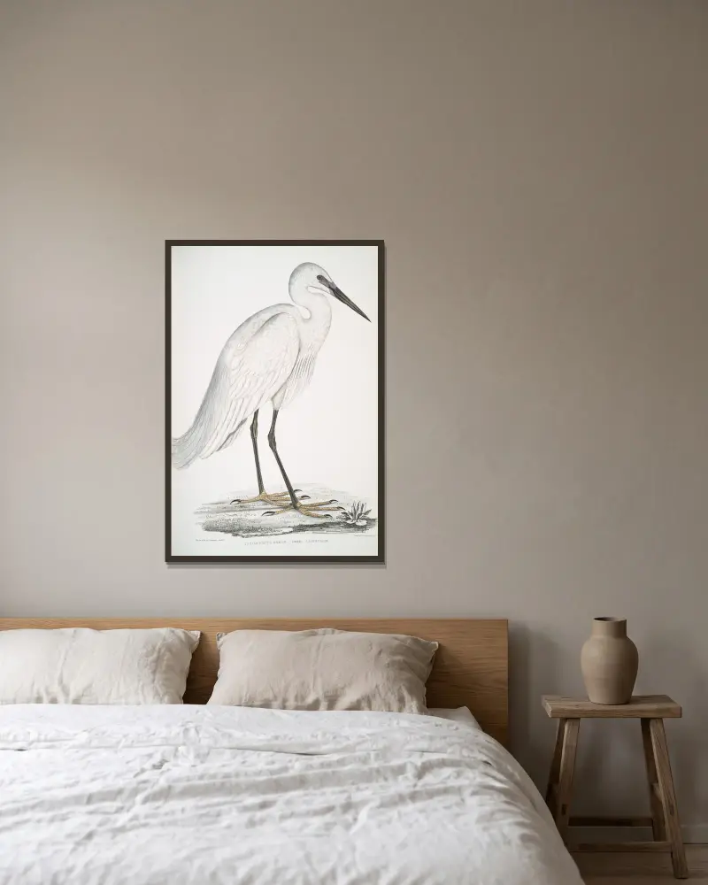 Indischer Weißreiher, Ardea orientalis. von John Edward Gray gerahmt an einer Wand