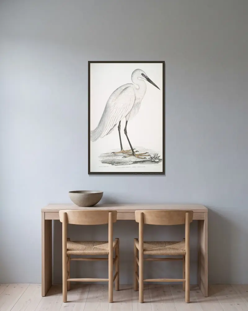 Indischer Weißreiher, Ardea orientalis. von John Edward Gray gerahmt an einer Wand