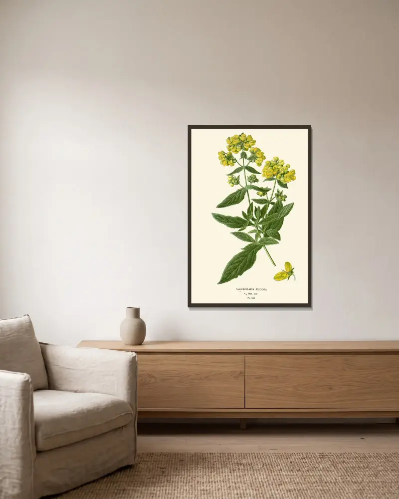 Calceolaria Rugosa av Edward Step inramad på en vägg