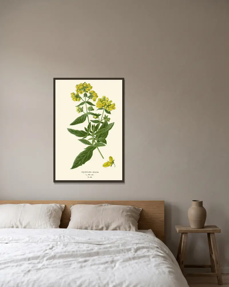 Calceolaria Rugosa av Edward Step inramad på en vägg