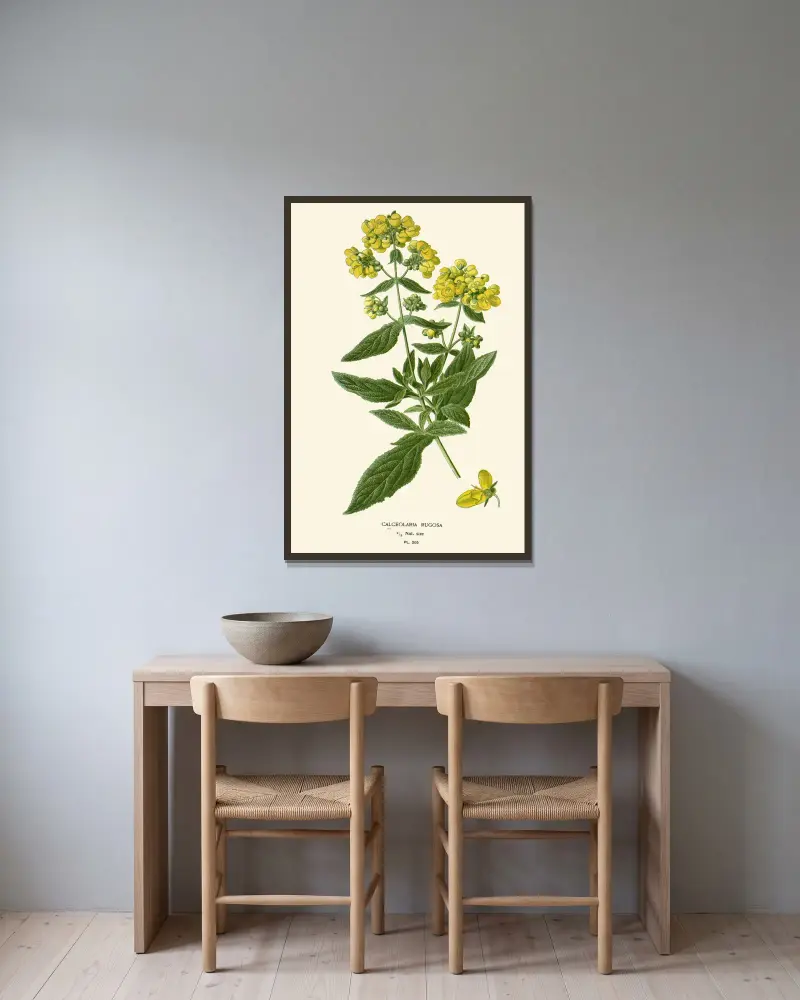 Calceolaria Rugosa av Edward Step inramad på en vägg