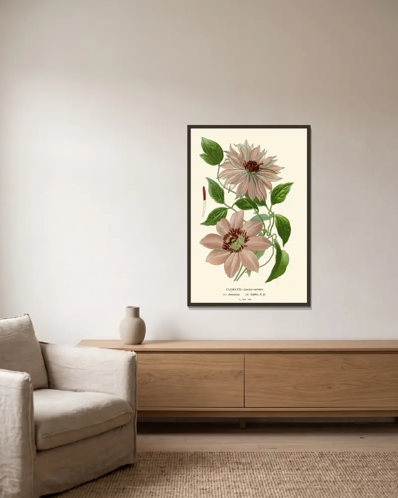 Clematis – Garden Varieties av Edward Step inramad på en vägg