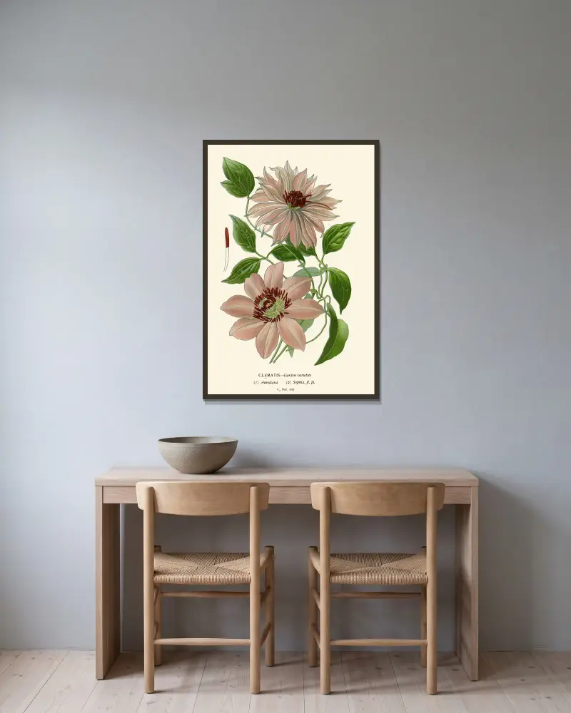 Clematis – Garden Varieties av Edward Step inramad på en vägg