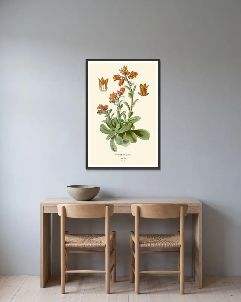 Cotyledon Retusa av Edward Step inramad på en vägg