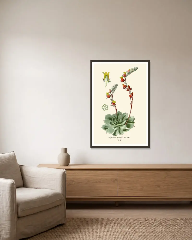 Cotyledon Secunda von Edward Step gerahmt an einer Wand