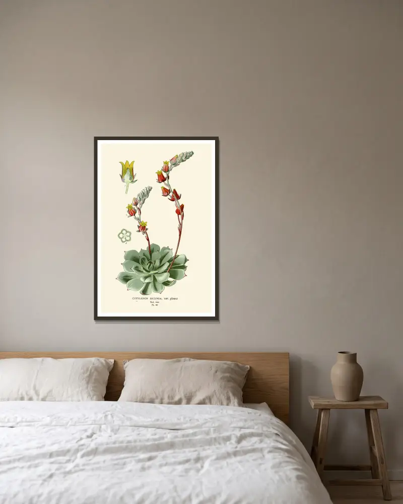 Cotyledon Secunda von Edward Step gerahmt an einer Wand