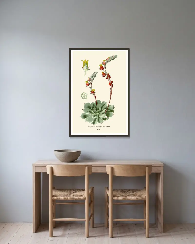 Cotyledon Secunda von Edward Step gerahmt an einer Wand