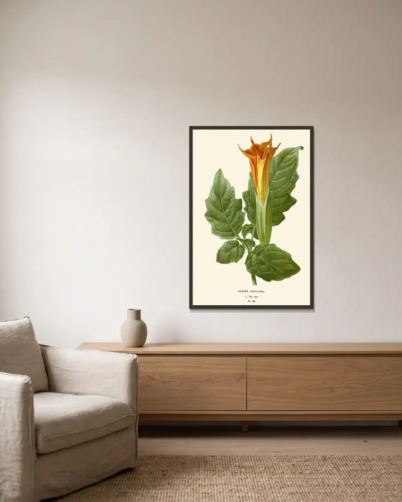 Datura Sanguinea av Edward Step inramad på en vägg