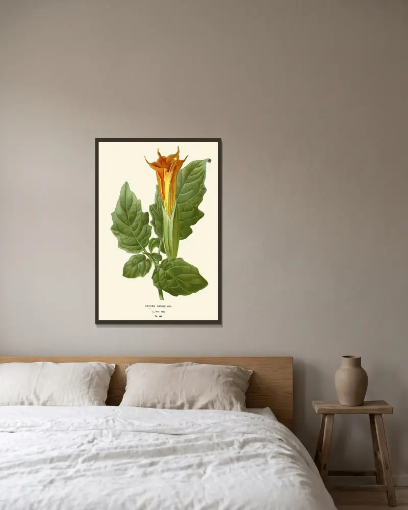 Datura Sanguinea av Edward Step inramad på en vägg