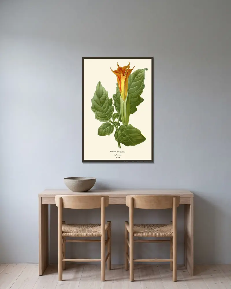 Datura Sanguinea av Edward Step inramad på en vägg