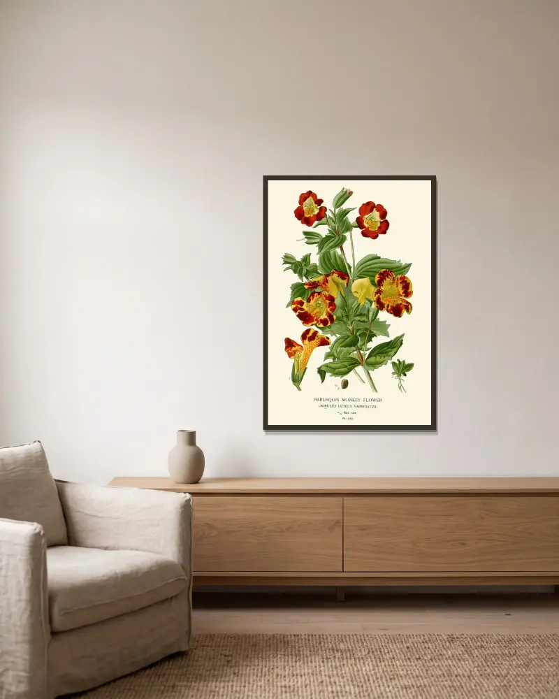 Harlequin Monkey Flower av Edward Step inramad på en vägg