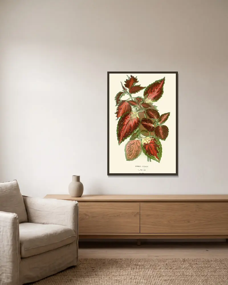 Hybrid Coleus av Edward Step inramad på en vägg