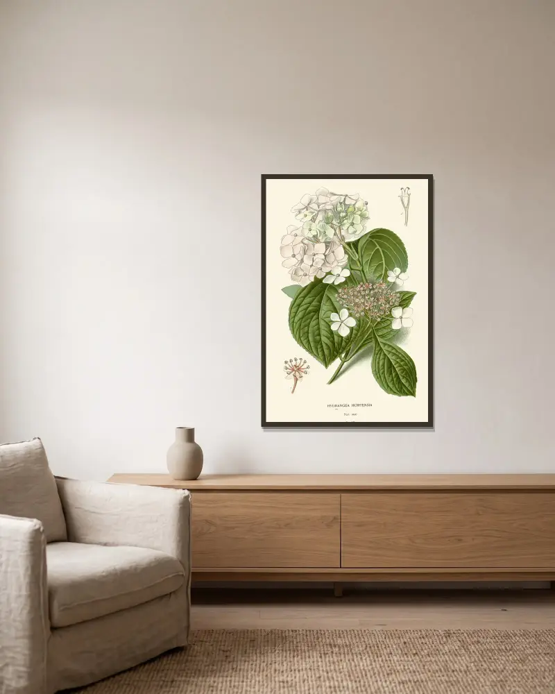 Hydrangea Hortensia av Edward Step inramad på en vägg