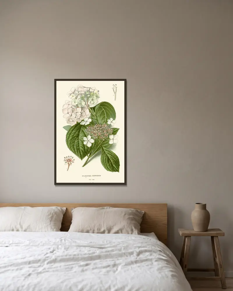 Hydrangea Hortensia av Edward Step inramad på en vägg