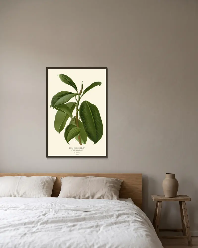 Gummiplanta, Edward Step v rámu na stěně