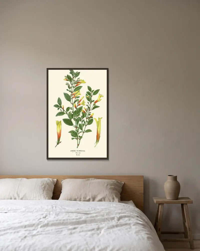 Libonia Floribunda av Edward Step inramad på en vägg