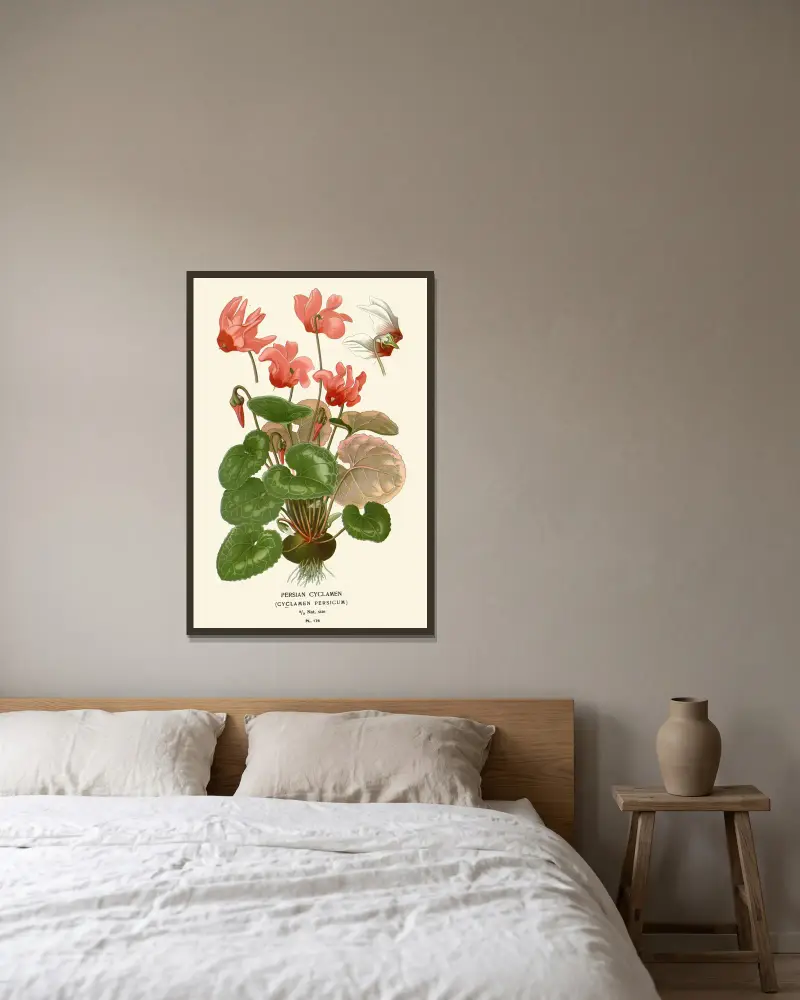Persian Cyclamen av Edward Step inramad på en vägg