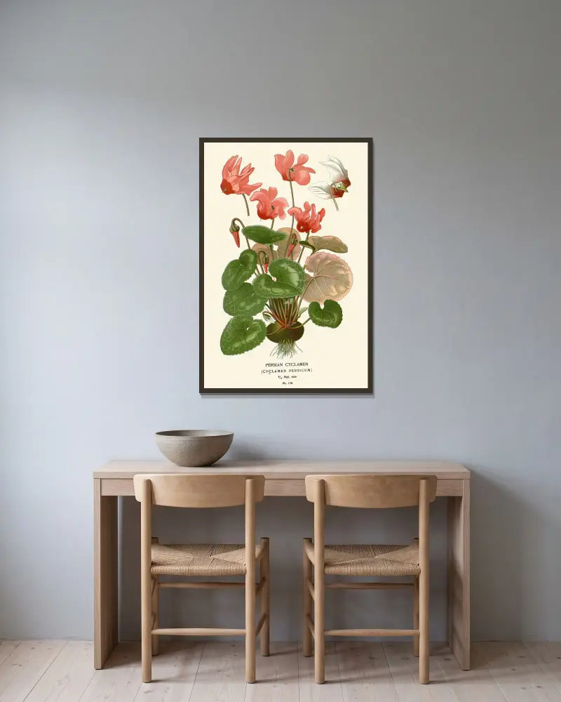 Persian Cyclamen av Edward Step inramad på en vägg