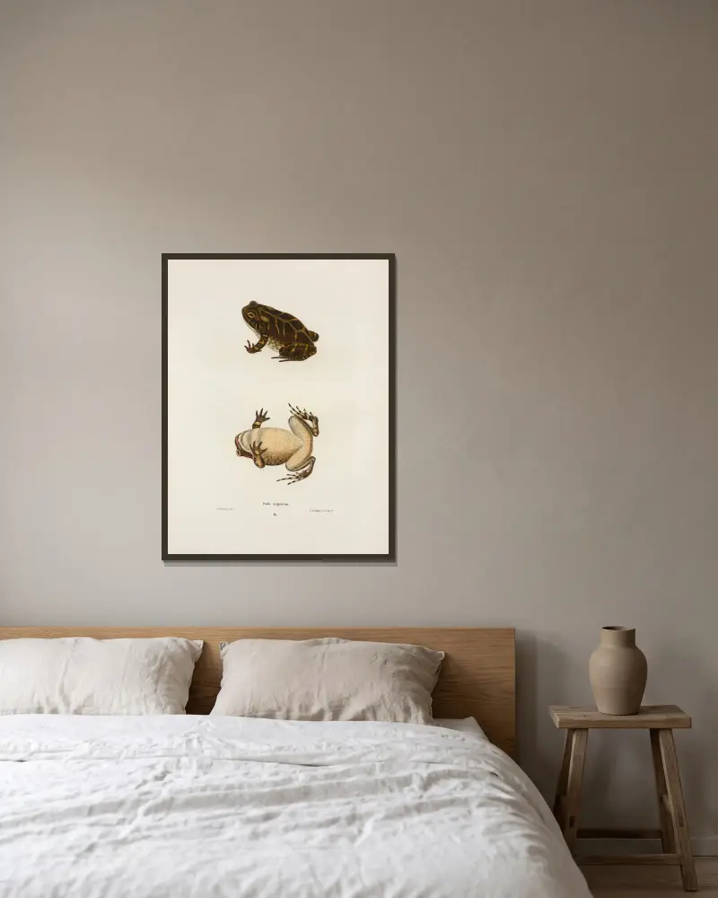 Bufo cognatus, John Edwards Holbrook w ramie na ścianie
