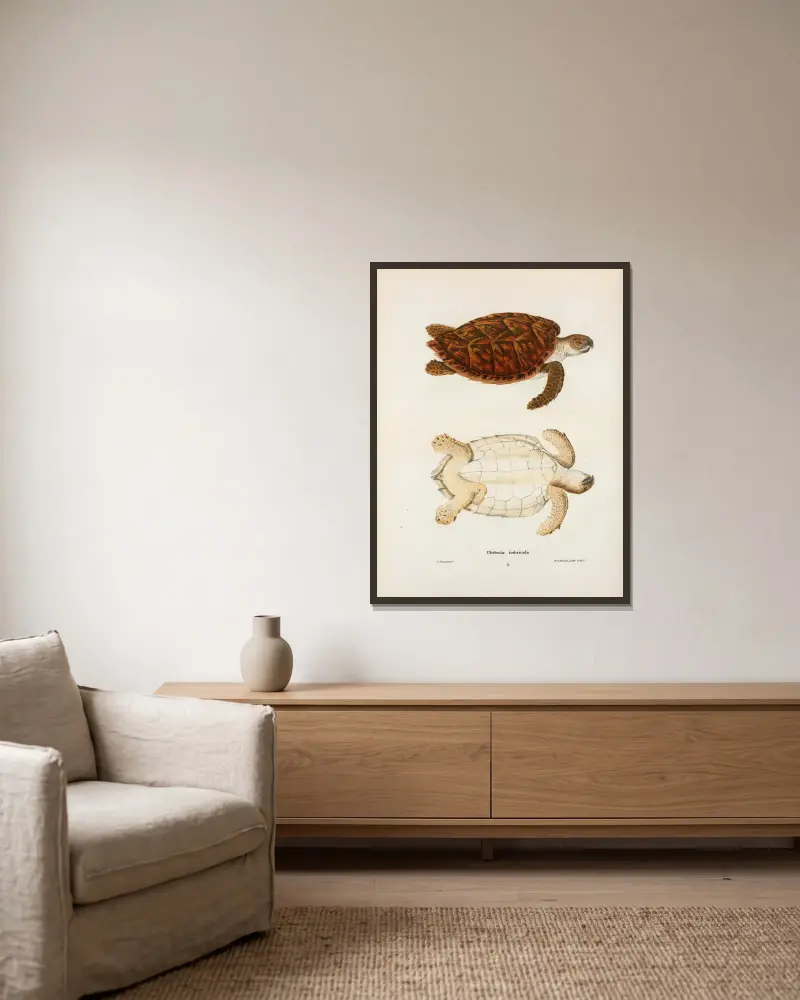 Chelonia imbricata. von John Edwards Holbrook gerahmt an einer Wand