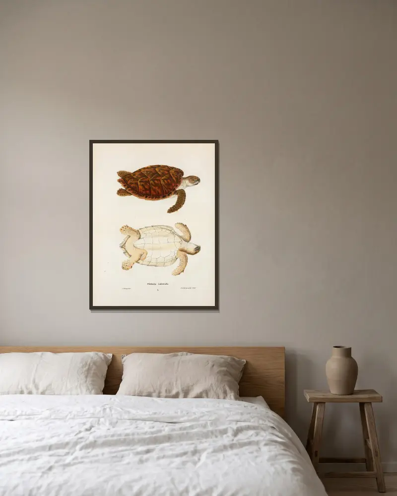 Chelonia imbricata. von John Edwards Holbrook gerahmt an einer Wand