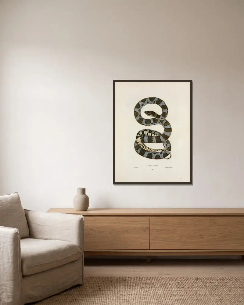 Coluber eximius von John Edwards Holbrook gerahmt an einer Wand