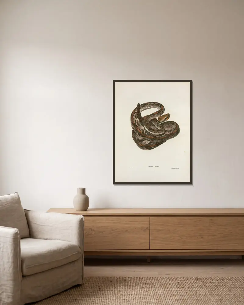 Crotalus durissus, John Edwards Holbrook v rámu na stěně