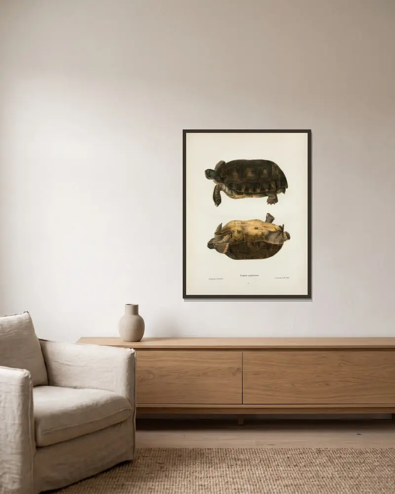 Emys rubriventris von John Edwards Holbrook gerahmt an einer Wand