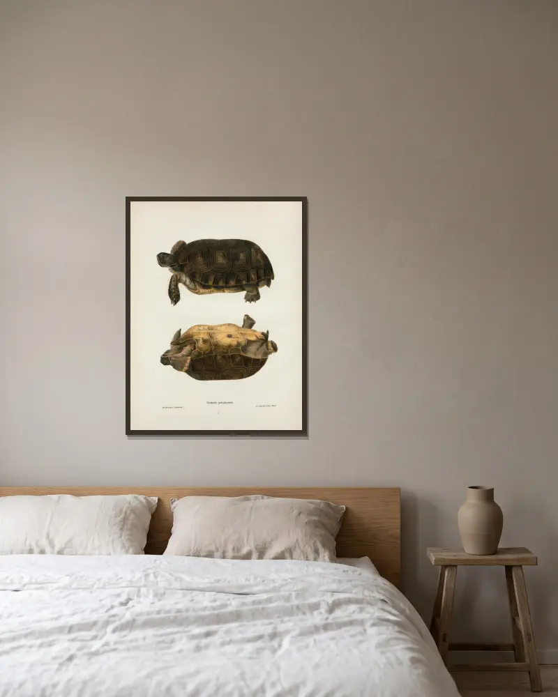 Emys rubriventris von John Edwards Holbrook gerahmt an einer Wand