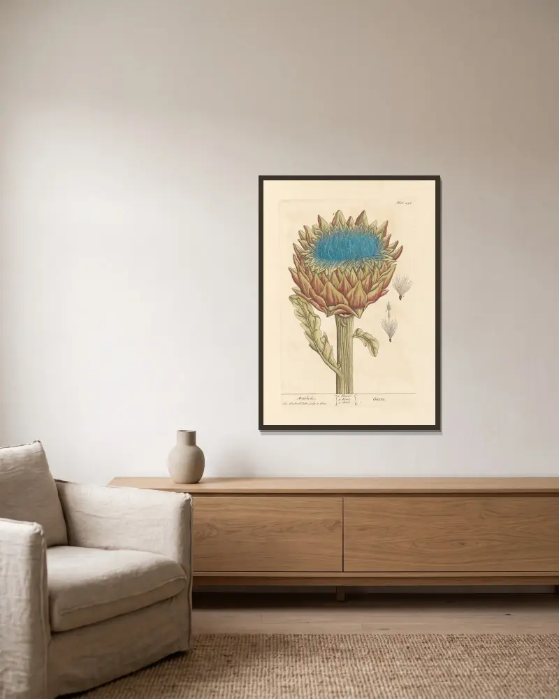 Artichoke av Elizabeth Blackwell inramad på en vägg