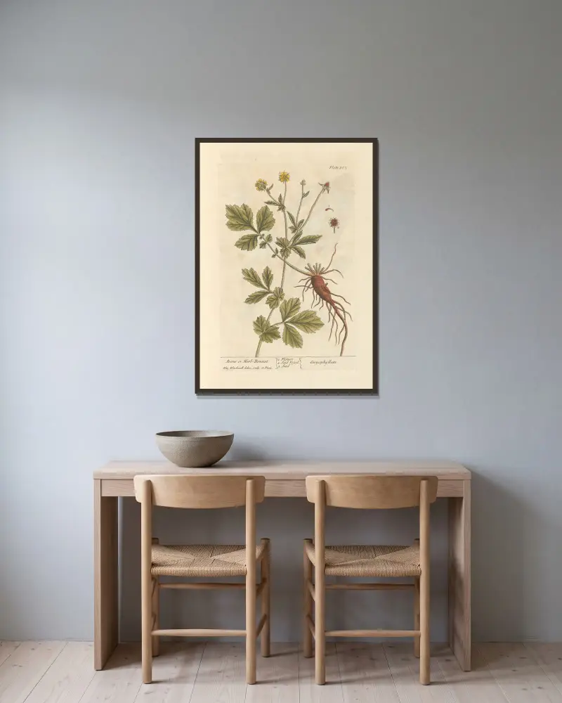 Nejlikrot eller humleblomster av Elizabeth Blackwell inramad på en vägg