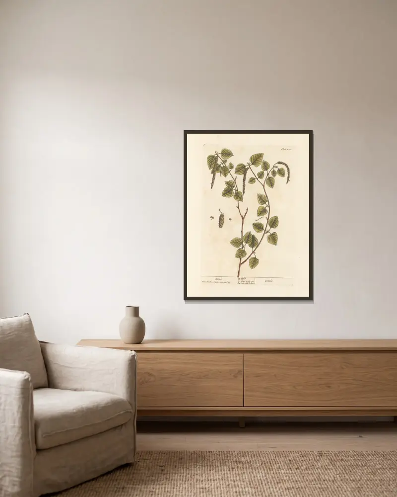 Birke von Elizabeth Blackwell gerahmt an einer Wand