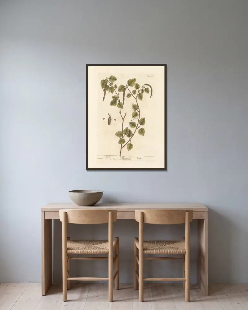 Birke von Elizabeth Blackwell gerahmt an einer Wand