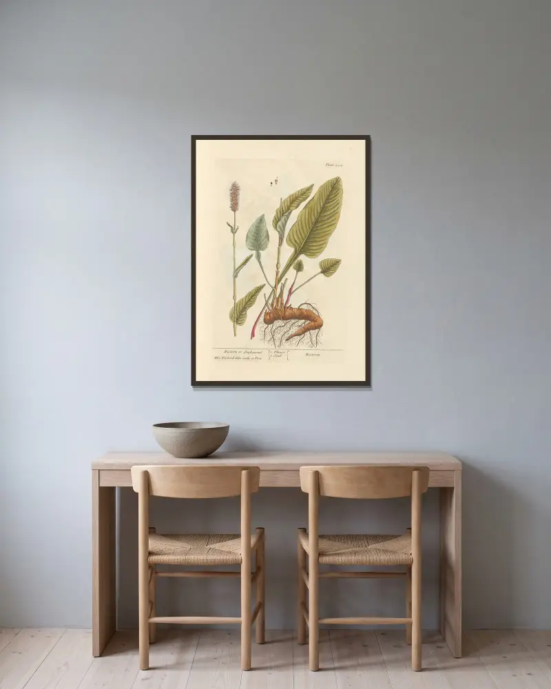 Wiesenknöterich oder Schlangenknöterich von Elizabeth Blackwell gerahmt an einer Wand