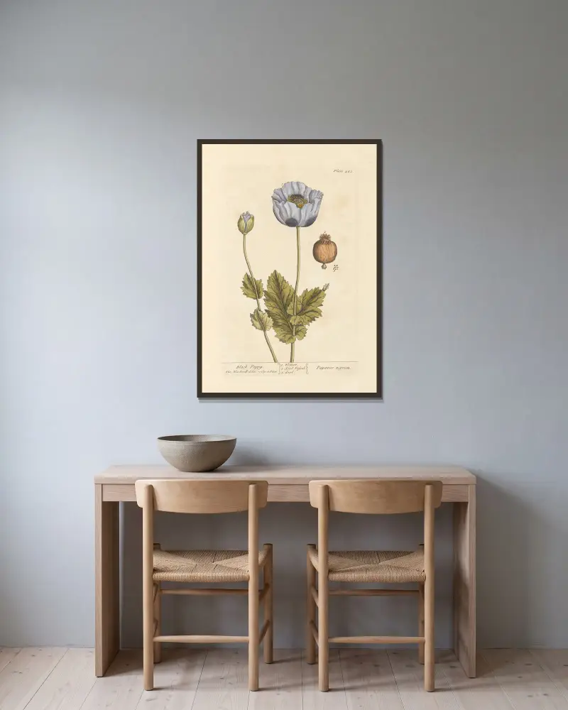 Black poppy av Elizabeth Blackwell inramad på en vägg