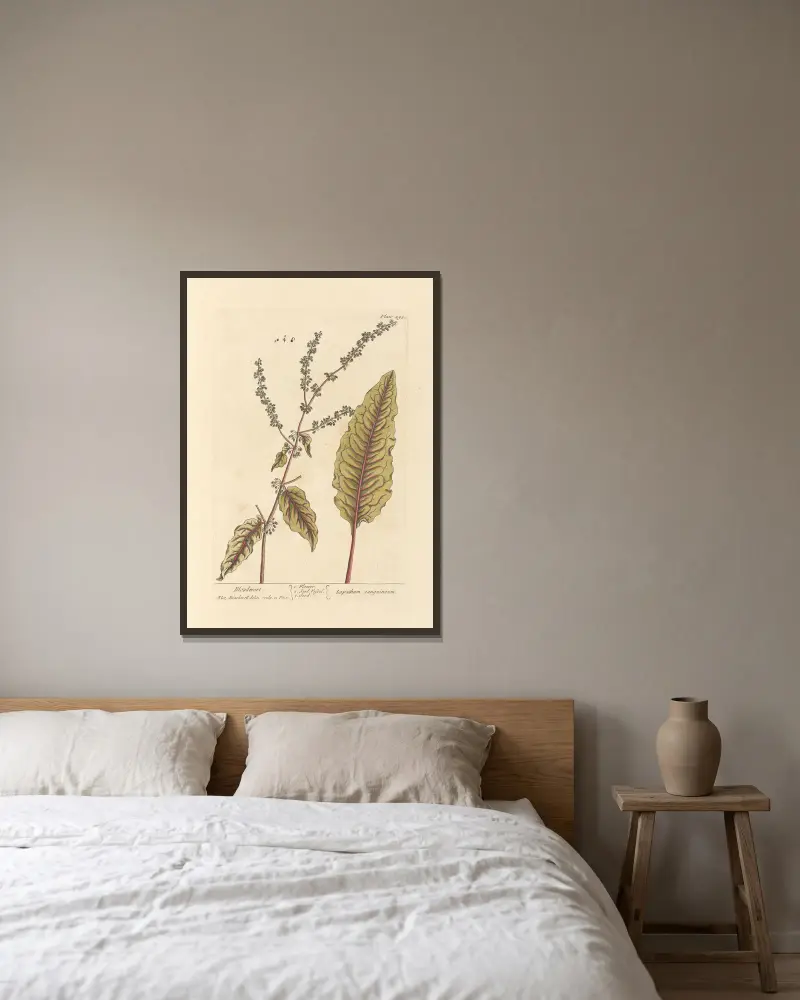 Blutwurz von Elizabeth Blackwell gerahmt an einer Wand