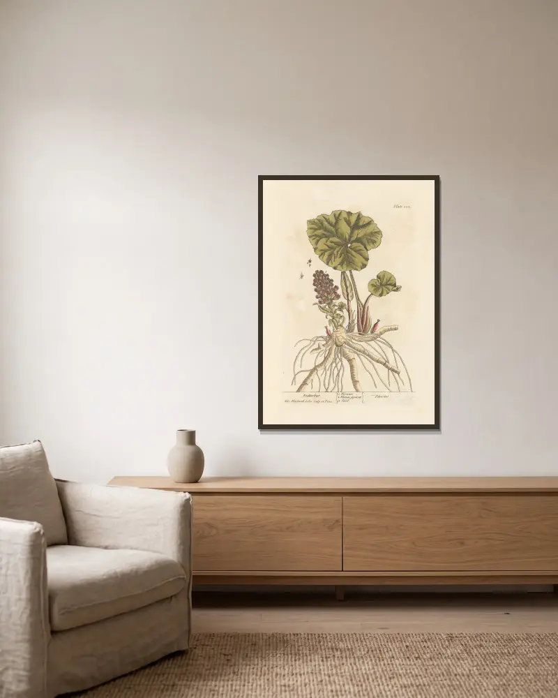 Butterbur av Elizabeth Blackwell inramad på en vägg