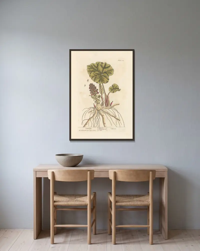 Butterbur av Elizabeth Blackwell inramad på en vägg