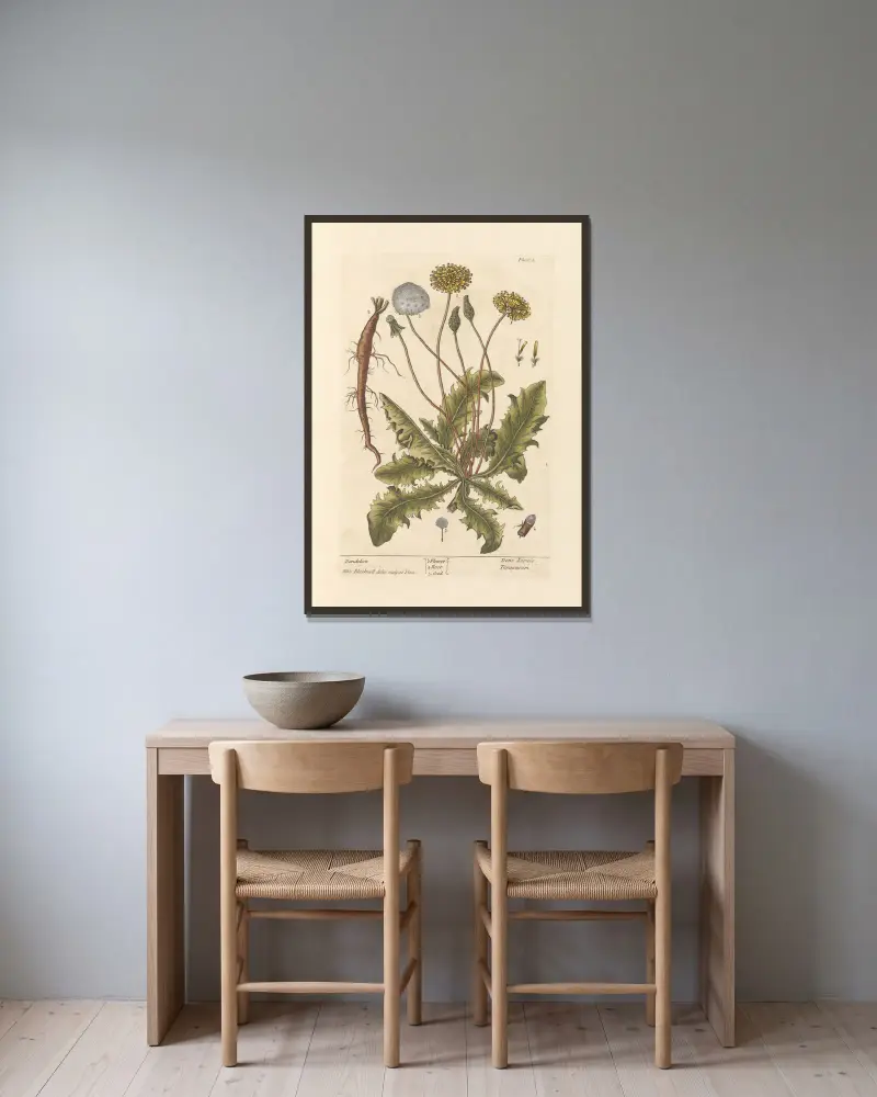 Dandelion av Elizabeth Blackwell inramad på en vägg