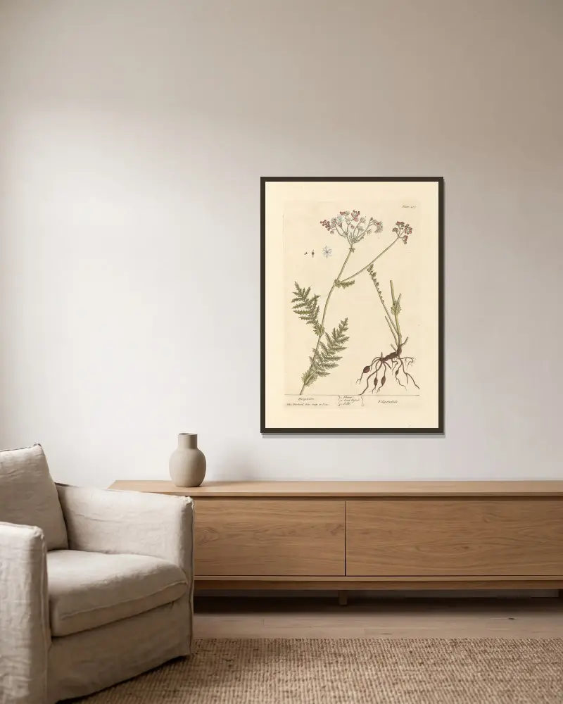 Dropwort, Elizabeth Blackwell v rámu na stěně