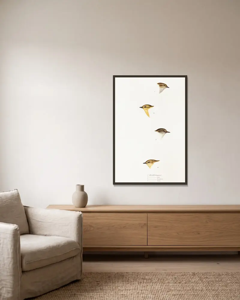 Eine Übersicht der Vögel Australiens und der angrenzenden Inseln, Tafel 59 von Elizabeth Gould gerahmt an einer Wand
