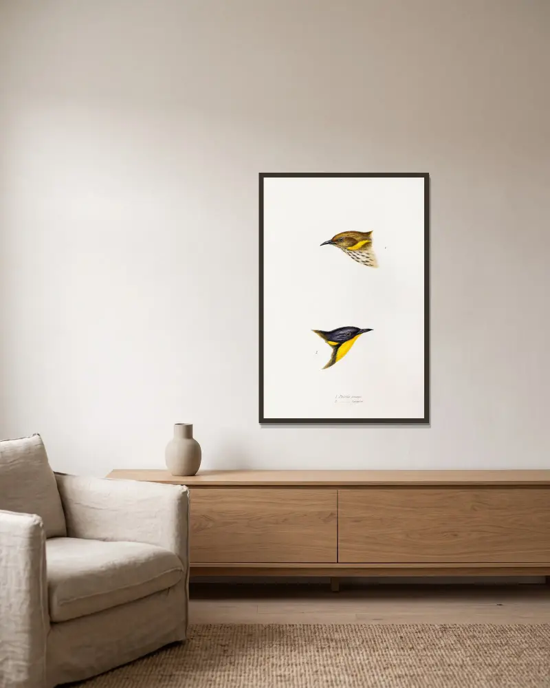 Eine Übersicht der Vögel Australiens und der angrenzenden Inseln, Tafel 72 von Elizabeth Gould gerahmt an einer Wand